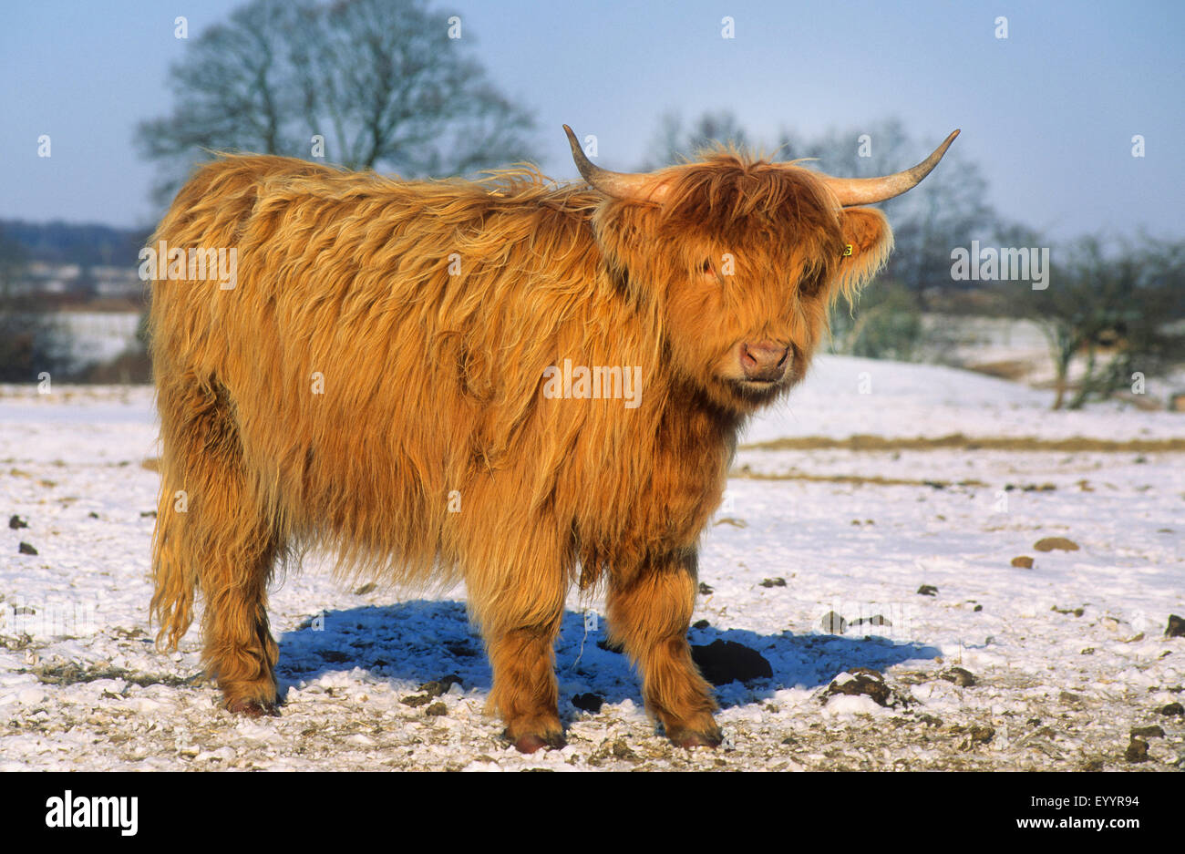 Schottische Hochlandrinder (Bos Primigenius F. Taurus), im Winter bei Schnee, Deutschland Stockfoto