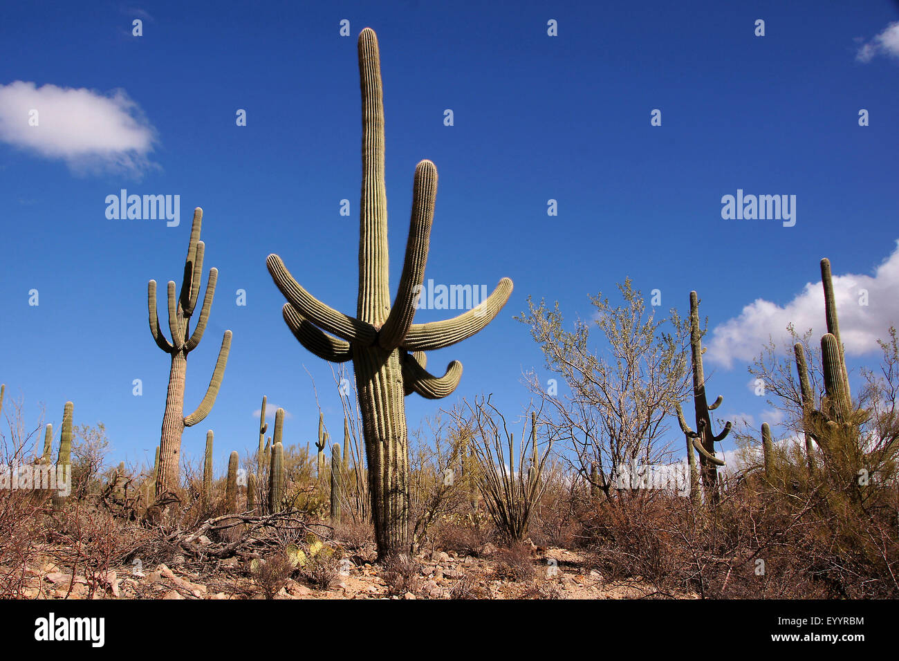 Saguaro-Kaktus (Carnegiea Gigantea, Cereus Giganteus), Saguaro Kakteen in den Organ Pipe Cactus National Monument, New Mexico, USA, Organ Pipe Cactus National Monument Stockfoto