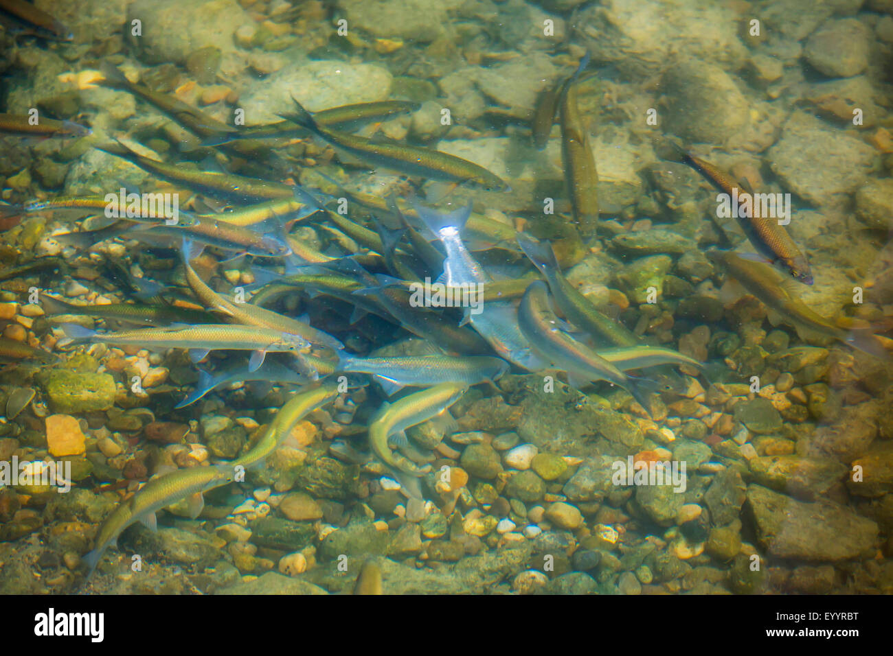 Danubian düster, Fisch Danube kahl, Shemaya (Chalcalburnus Chalcoides Mento), Migration, Deutschland, Bayern Stockfoto