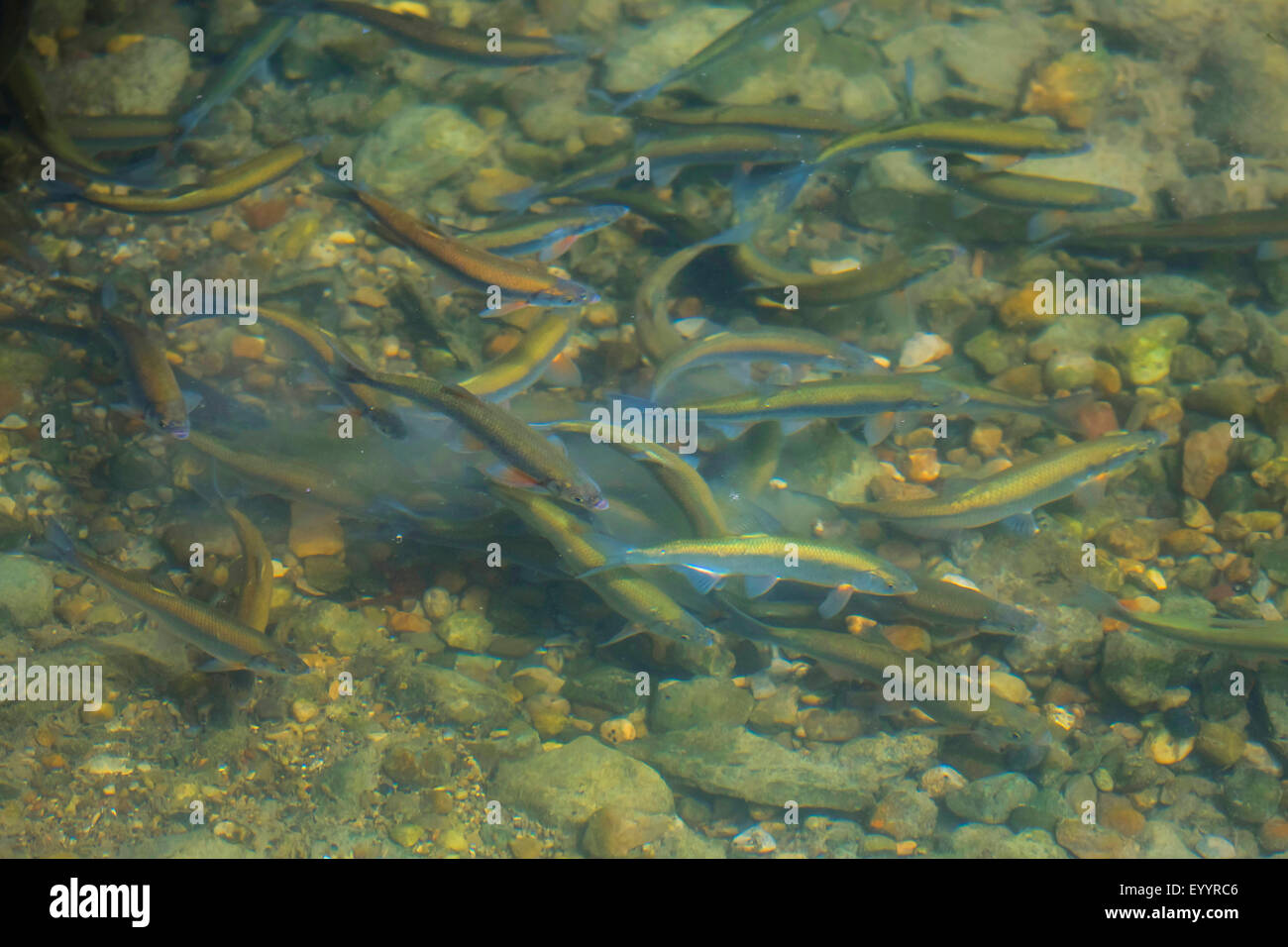 Danubian düster, Fisch Danube kahl, Shemaya (Chalcalburnus Chalcoides Mento), Migration, Deutschland, Bayern Stockfoto