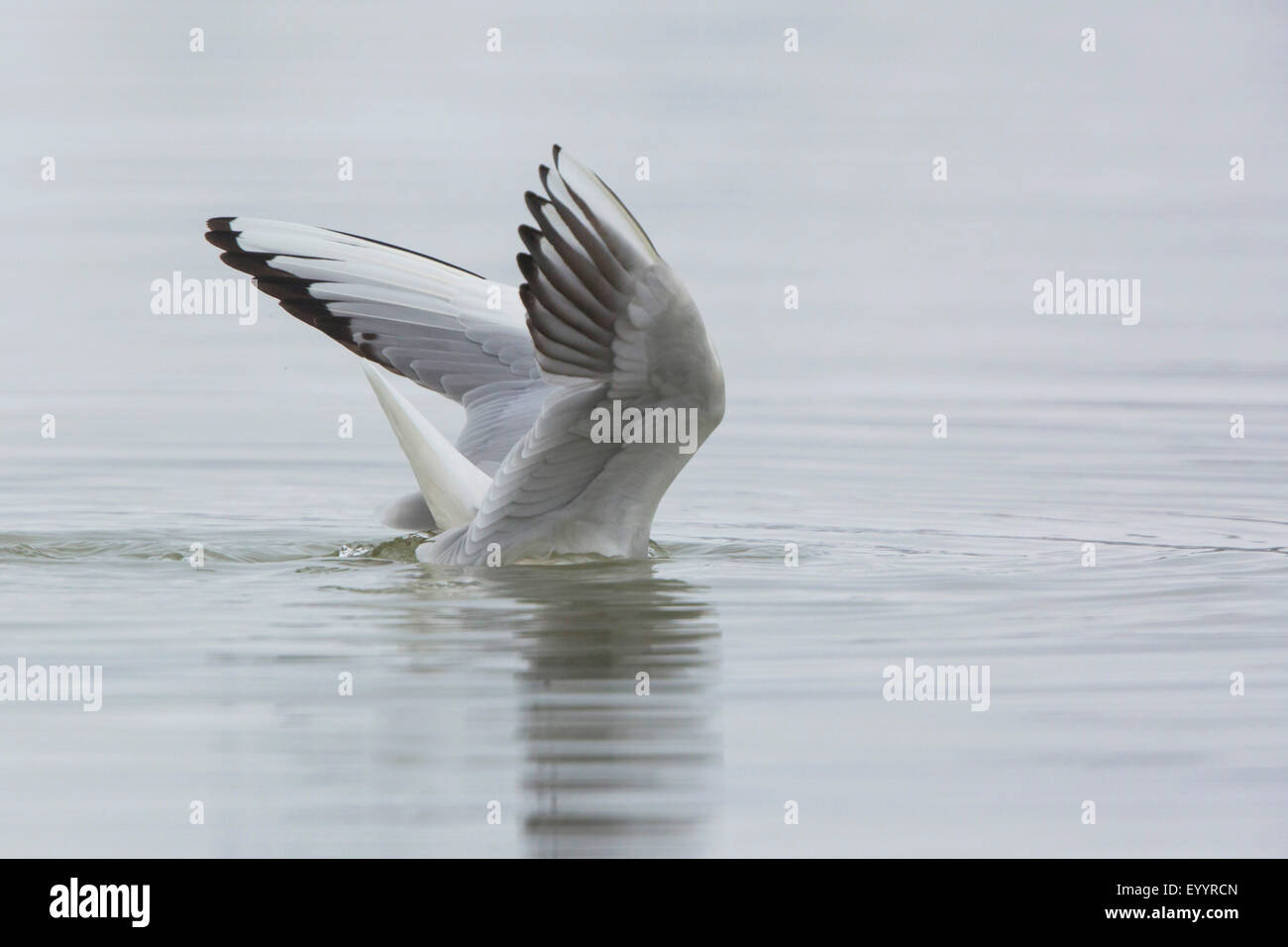 Lachmöwe (Larus Ridibundus, Chroicocephalus Ridibundus), Fütterung aus unteren Black-headed Gull, Deutschland, Bayern, See Chiemsee Stockfoto