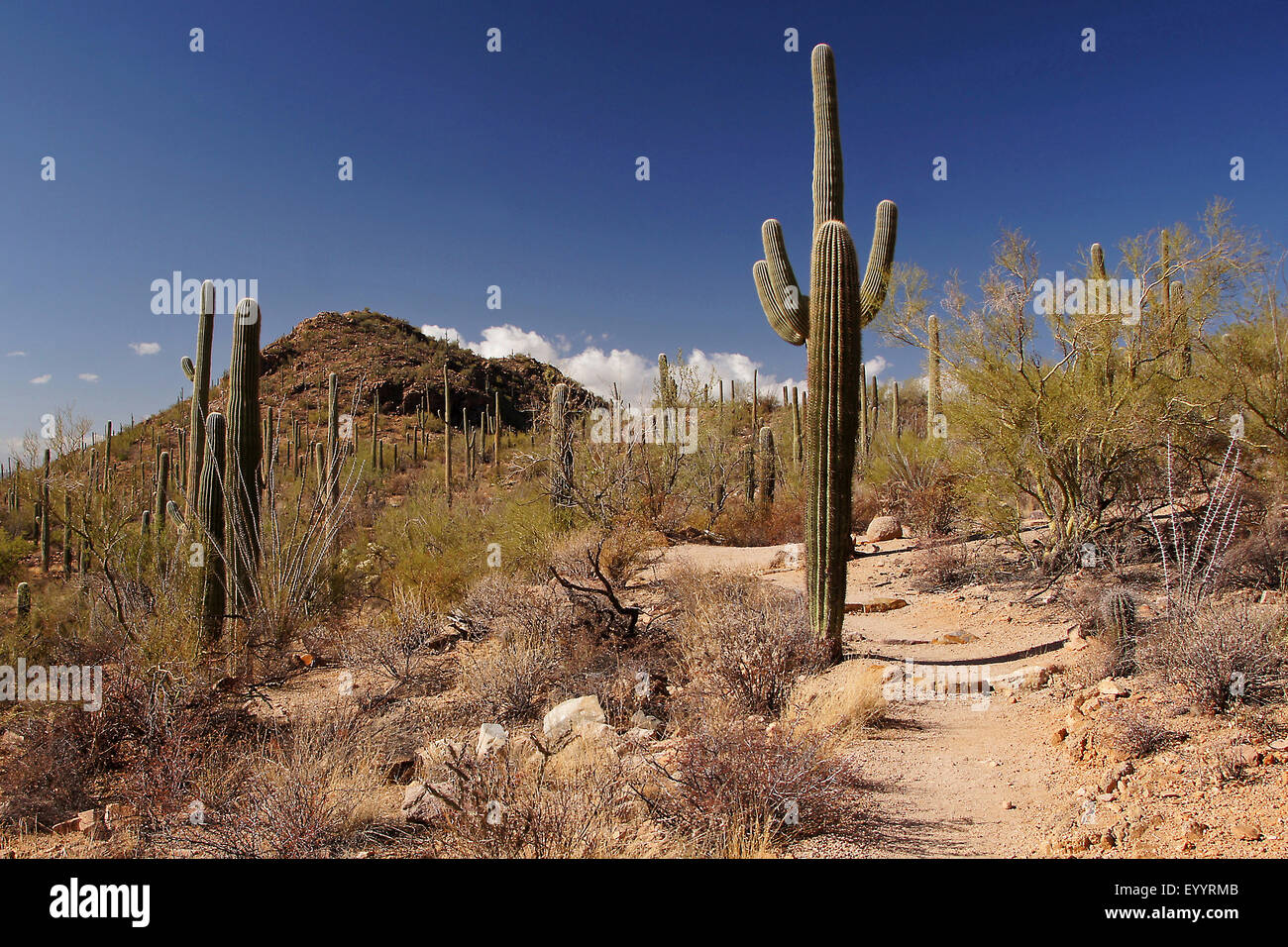 Saguaro Kaktus (Carnegiea Gigantea, Cereus Giganteus), in der Wüstenlandschaft, USA, New Mexico, Organ Pipe Cactus National Monument Stockfoto
