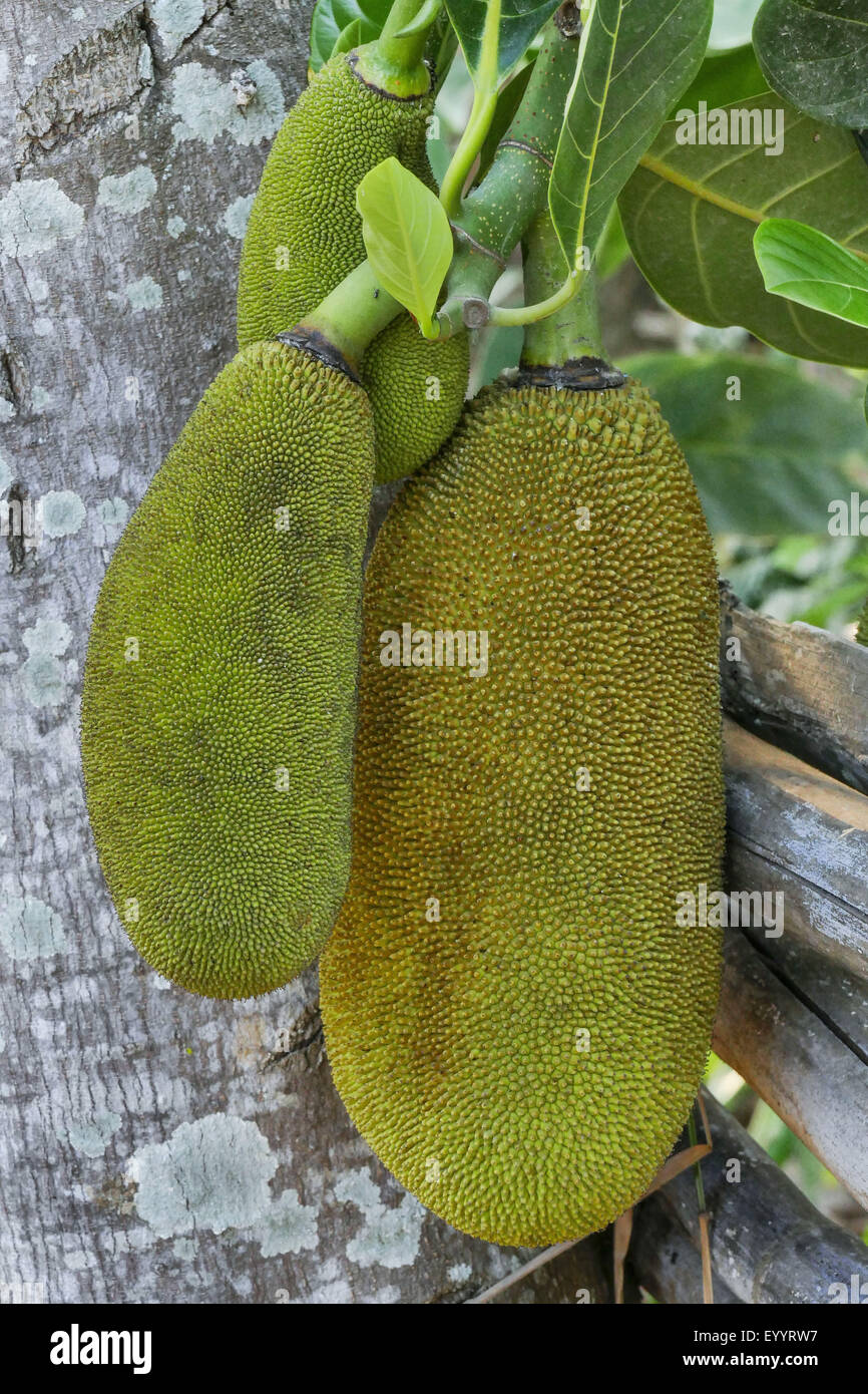 Jackfrucht (Artocarpus Heterophyllus), Streifenhyänen auf einem Baum, Thailand, Chiang Rai Stockfoto