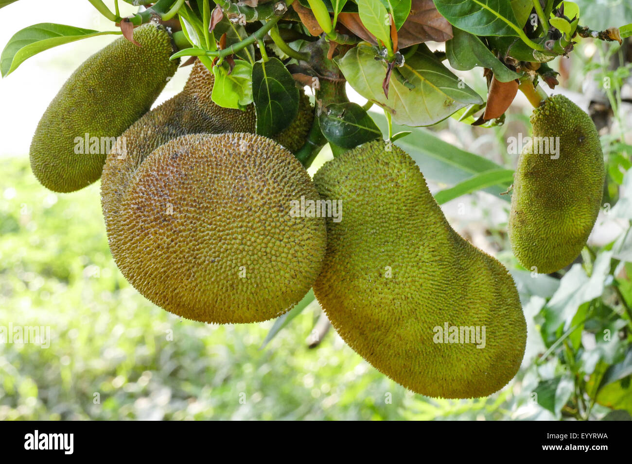 Jackfrucht (Artocarpus Heterophyllus), Streifenhyänen auf einem Baum, Thailand, Chiang Rai Stockfoto