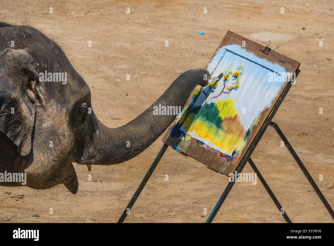 Asiatischer Elefant, Asiatischer Elefant (Elephas Maximus), junger Elefant Zeichnen eines Bildes in der Maesa Elephant Camp, Thailand, Chiang Mai Stockfoto