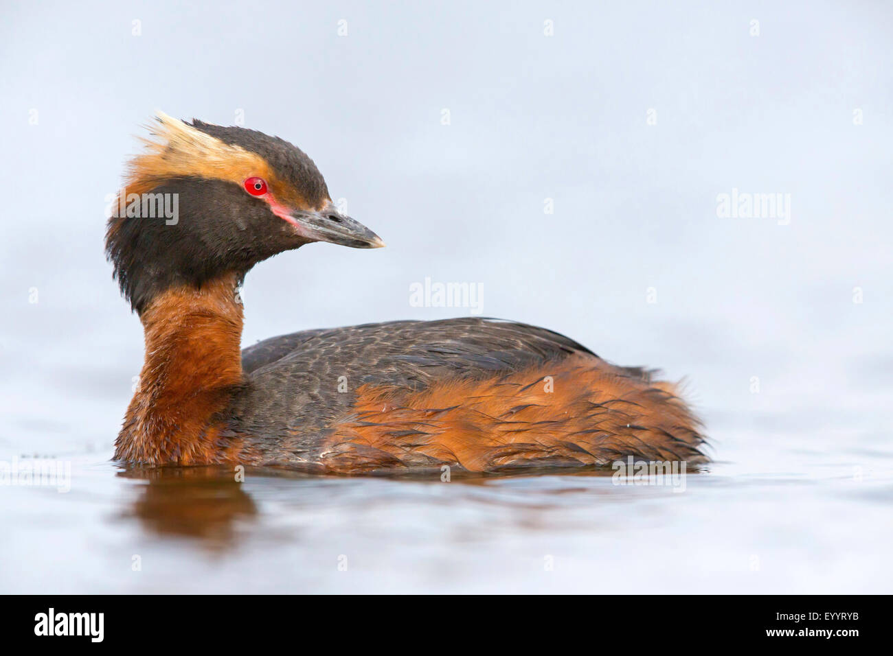 Slawonische Haubentaucher (Podiceps Auritus), Schwimmen mit Zucht Gefieder, Island Stockfoto