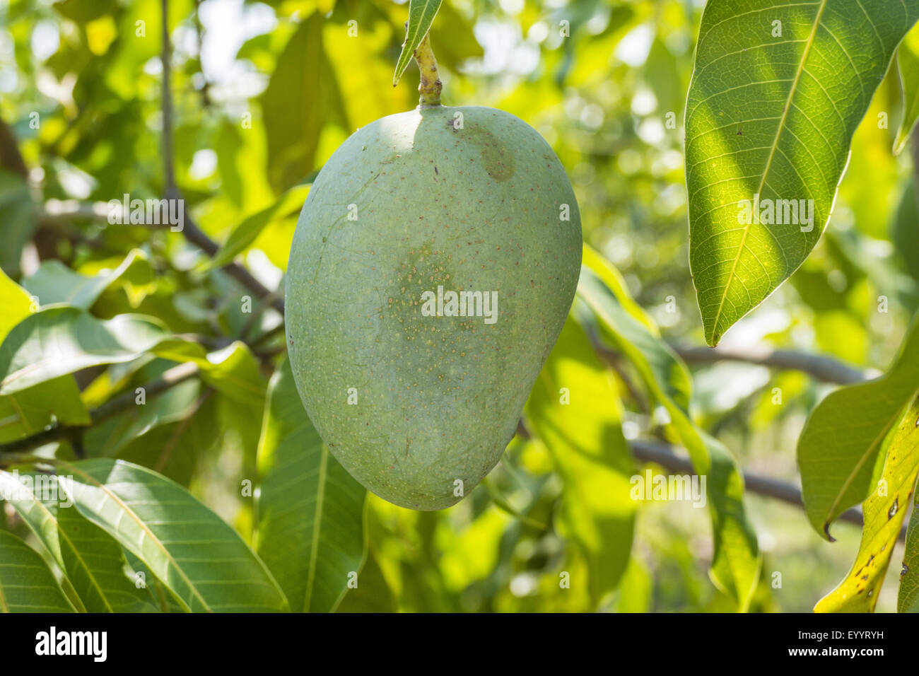 Mangobaum (Mangifera Indica), Frucht auf einem Baum, Thailand, Chiang Rai Stockfoto