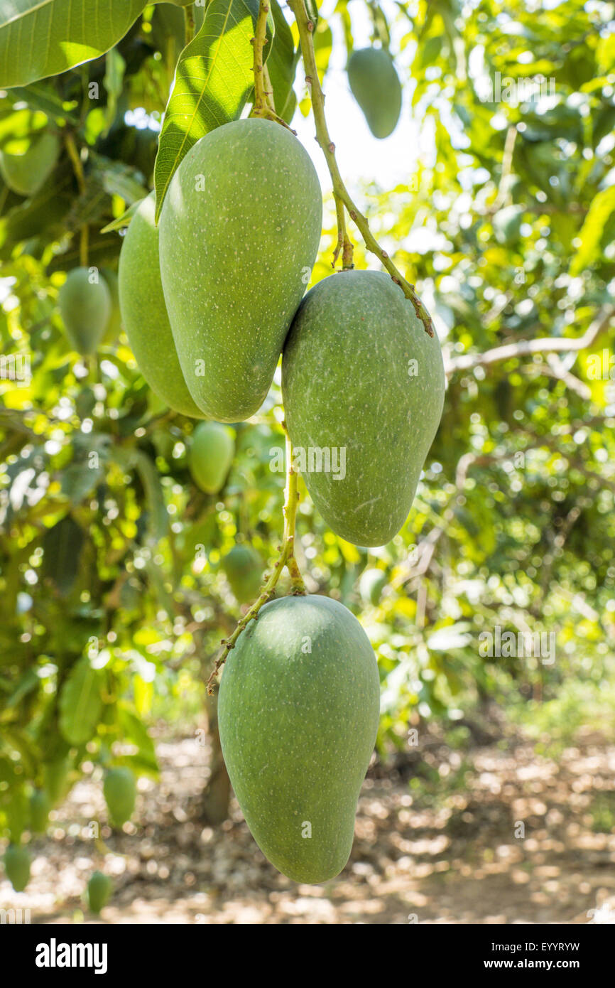 Mangobaum (Mangifera Indica), junge Früchte auf dem Baum, Thailand, Chiang Rai Stockfoto