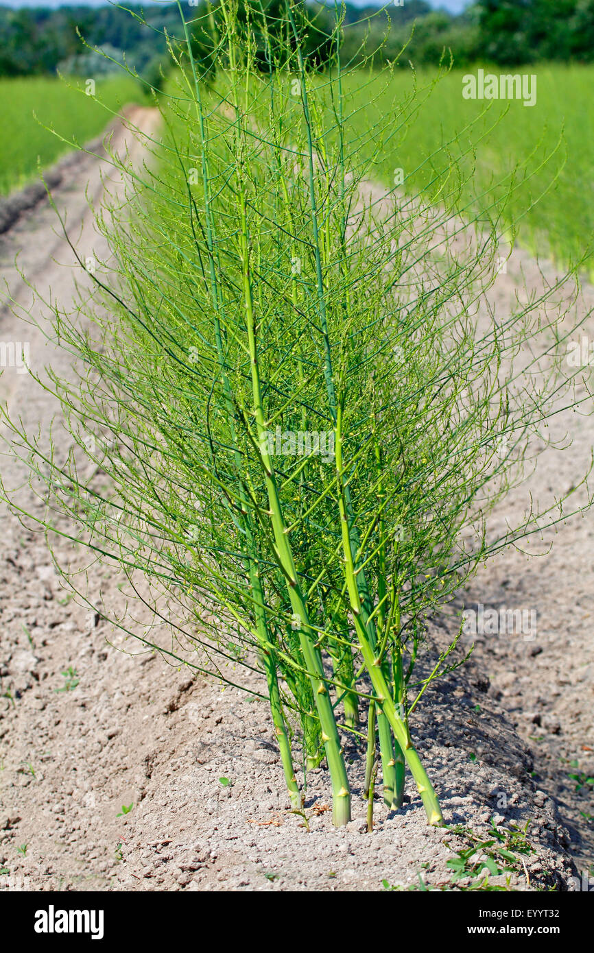 Garten Kaufen Ortenau garten spargel spatz gras wildspargel spargel Garten Kaufen Ortenau garten spargel spatz gras wildspargel spargel
