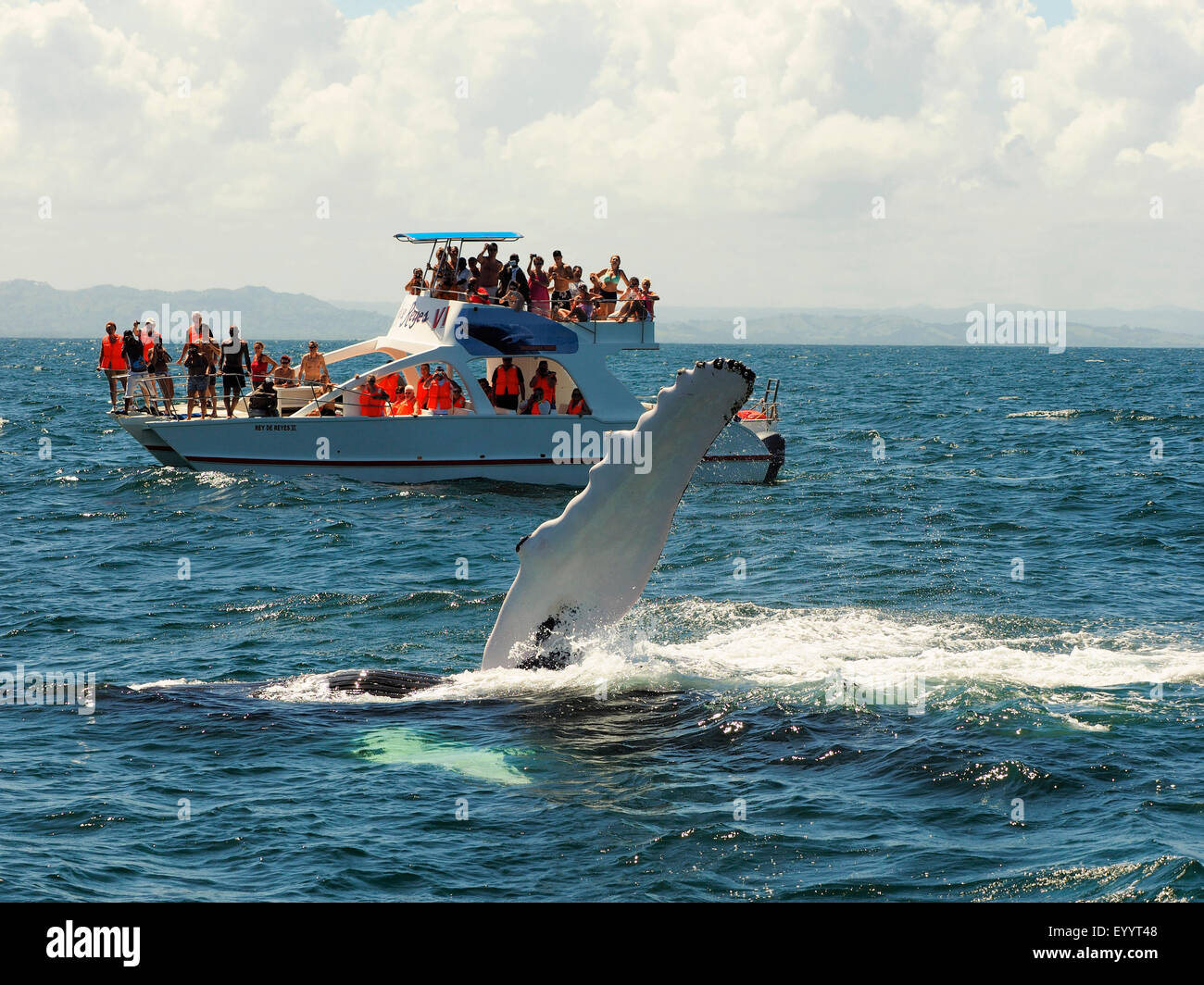 Buckelwal (Impressionen Novaeangliae), Buckelwal schlägt seine Fin, Whale Watching, Dominikanische Republik, Samana Stockfoto