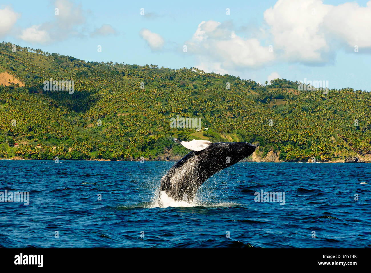 Buckelwal (Impressionen Novaeangliae), springt aus dem Wasser, Dominikanische Republik, Samana Buckelwale Stockfoto