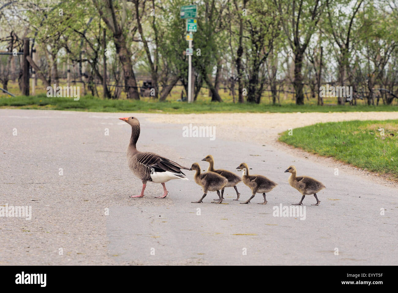 Graugans (Anser Anser), Graugans mit Küken überqueren einer Straße, Österreich Stockfoto