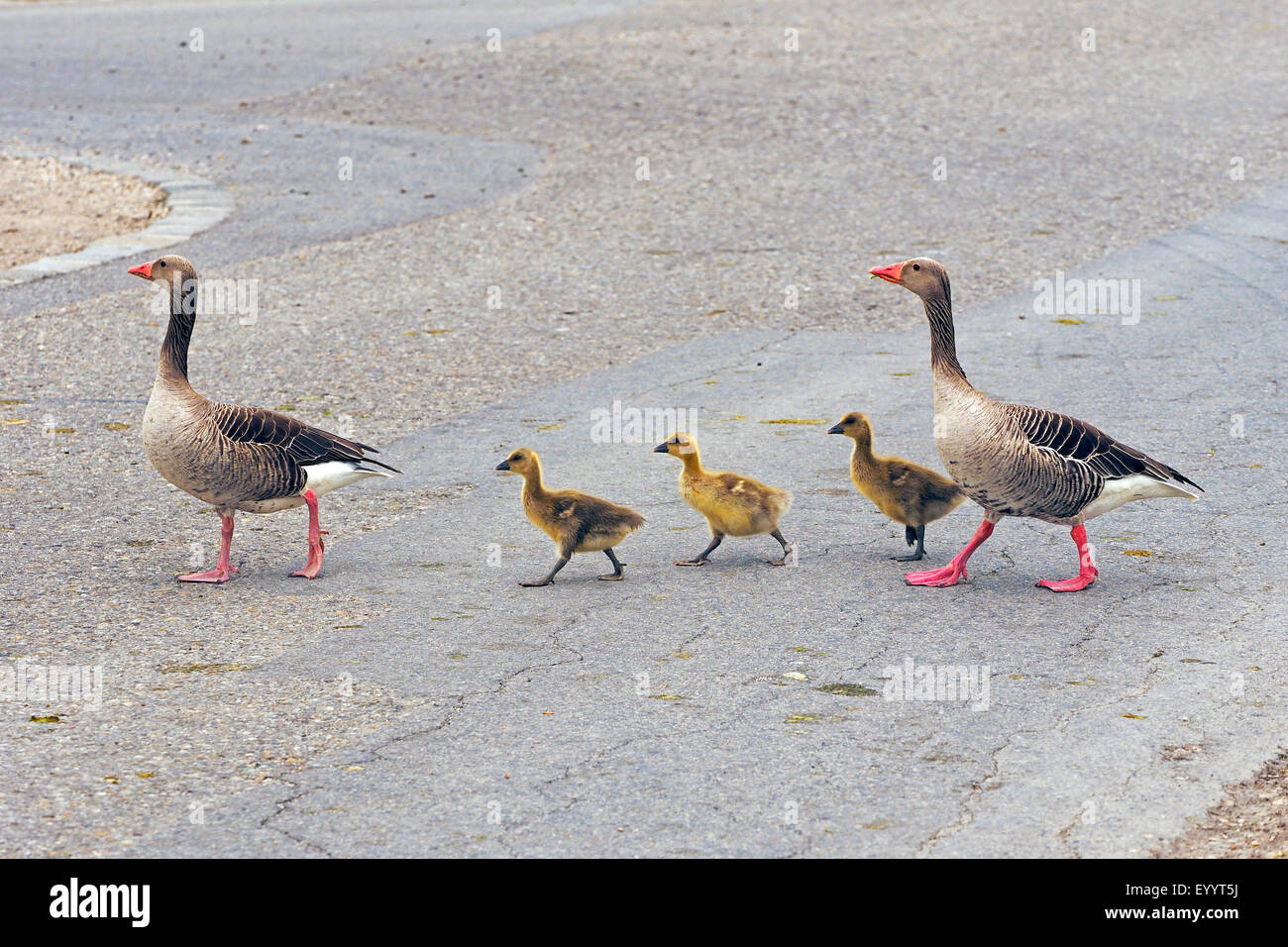 Graugans (Anser Anser), paar Graugänse mit Küken überqueren einer Straße, Österreich Stockfoto