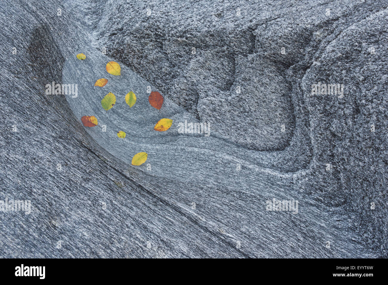 Herbstblätter im Wasser im Felsen Hohlraum, Gneis, Schweiz, Ticino, Verzascatal Stockfoto