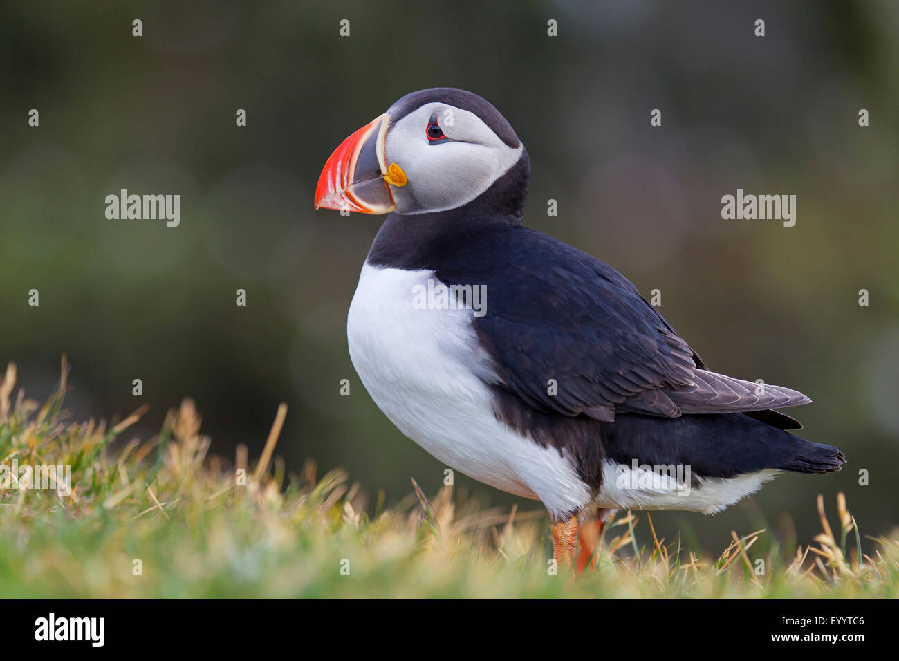 Papageitaucher, gemeinsame Papageientaucher (Fratercula Arctica), Papageientaucher stehen auf dem Rasen, Island, Vestfirðir, Hvallaetur Stockfoto