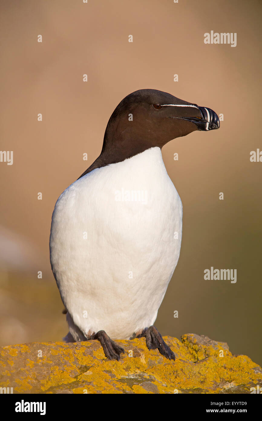 Tordalk (Alca Torda), auf einem Felsen, Island, Vestfirðir, Hvallaetur Stockfoto