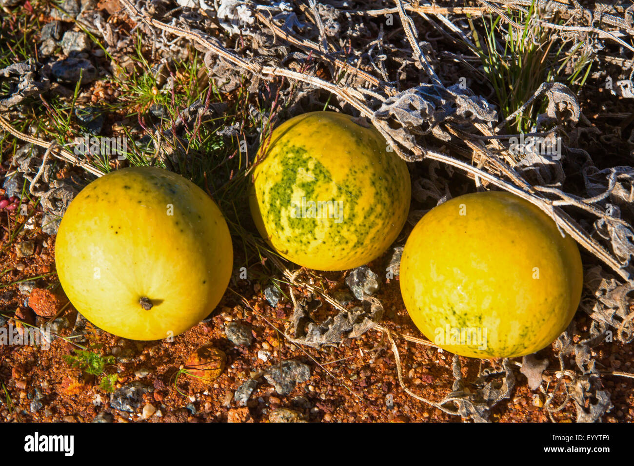 Bitter Apple, Colocynthis (Citrullus Colocynthis), drei Früchte an einem Straßenrand, Australien, Western Australia, Mount Magnet Sandstein Straße Stockfoto
