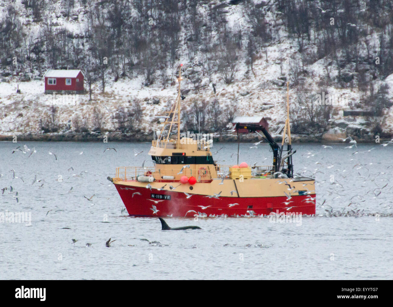 Großer Schwertwal, Grampus (Orcinus Orca), Killerwal, Orca und Möwen am Fischkutter, Kaldfjorden, Kvaloeya, Troms, Norwegen Stockfoto