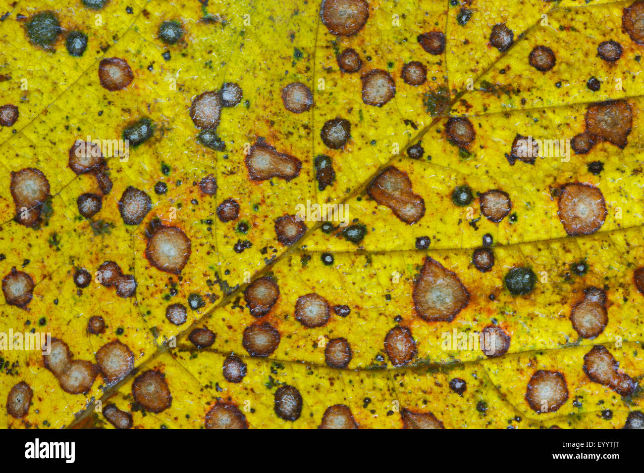 Ahornblatt mit Funghi, Schweiz Stockfoto