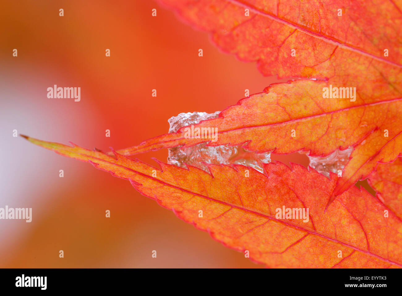 Japanischer Ahorn (Acer Palmatum), Blätter im Herbst mit Schnee Stockfoto