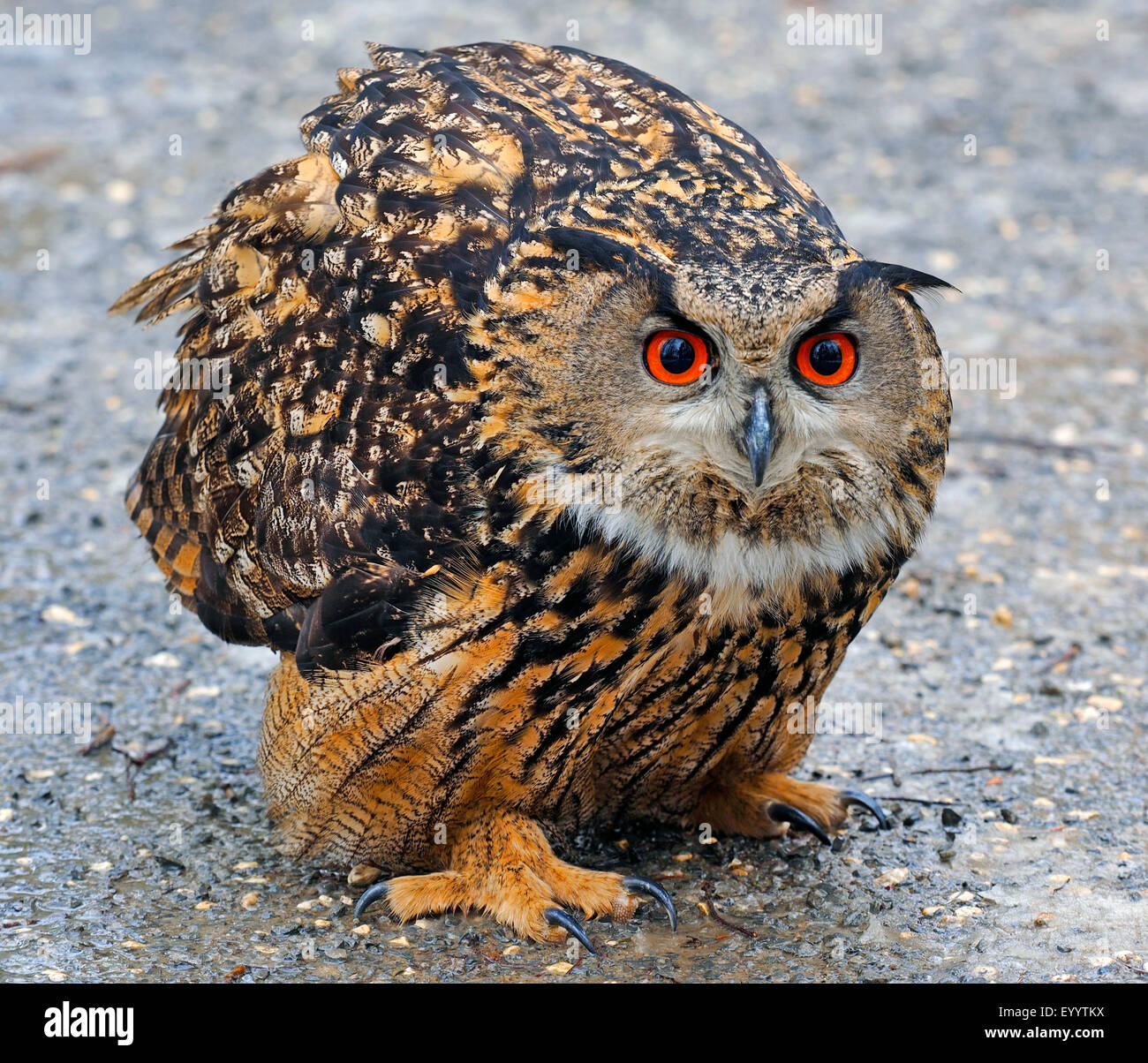 nördlichen Uhu (Bubo Bubo), sitzt auf einem Weg, Deutschland Stockfoto