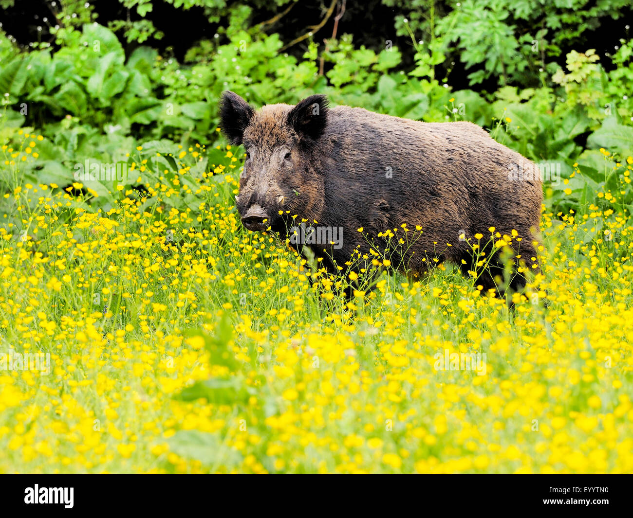 Wildschwein, Schwein, Wildschwein (Sus Scrofa), Tusker in einer Blumenwiese im Frühling, Deutschland, Baden-Württemberg Stockfoto