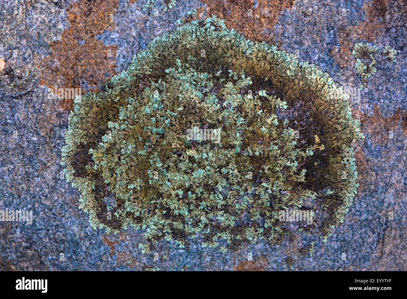 großen Flechten auf Granitfelsen, Australia, Western Australia, Dänemark Stockfoto