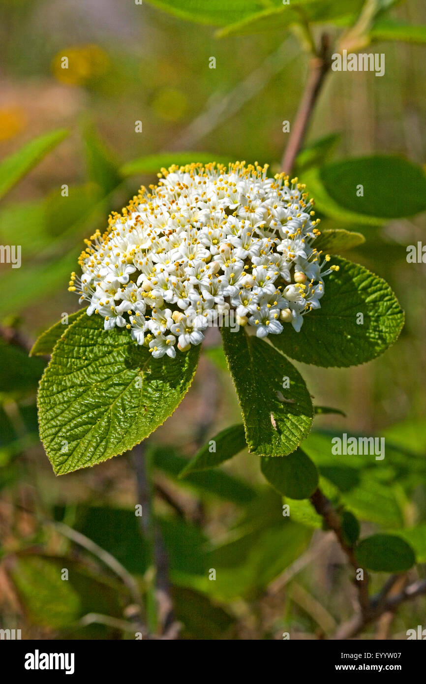 Wayfaring Baum (Viburnum Lantana), blühend, Deutschland Stockfoto