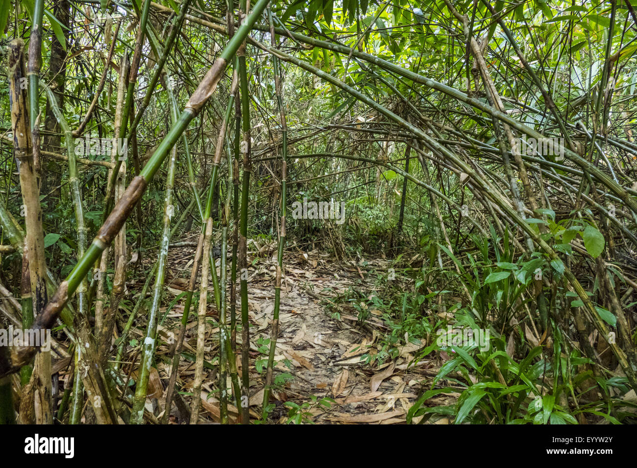 Bambus Wald von Wildlife Sanctuary Sa Morakot, Thailand Stockfoto