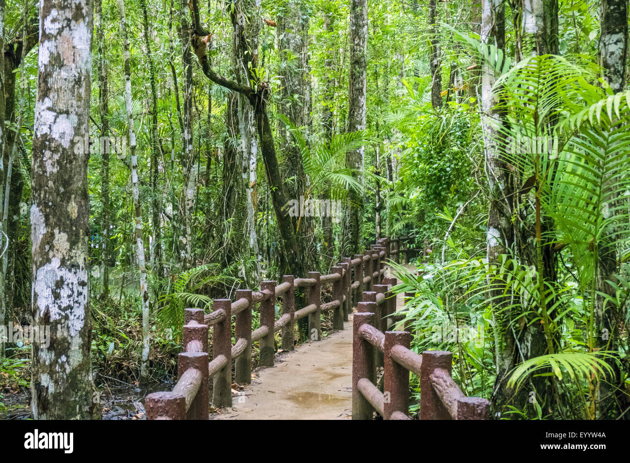 Weg aber tropischen Regenwald von Wildlife Sanctuary Sa Morakot, Thailand Stockfoto