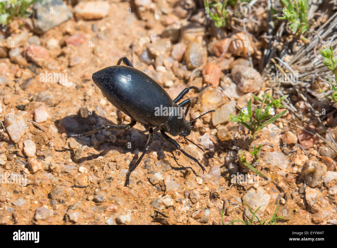 Pinacate Käfer, Wanzen (Eleodes spec.), in Verteidigung Haltung, USA, Arizona, Sonora Stockfoto