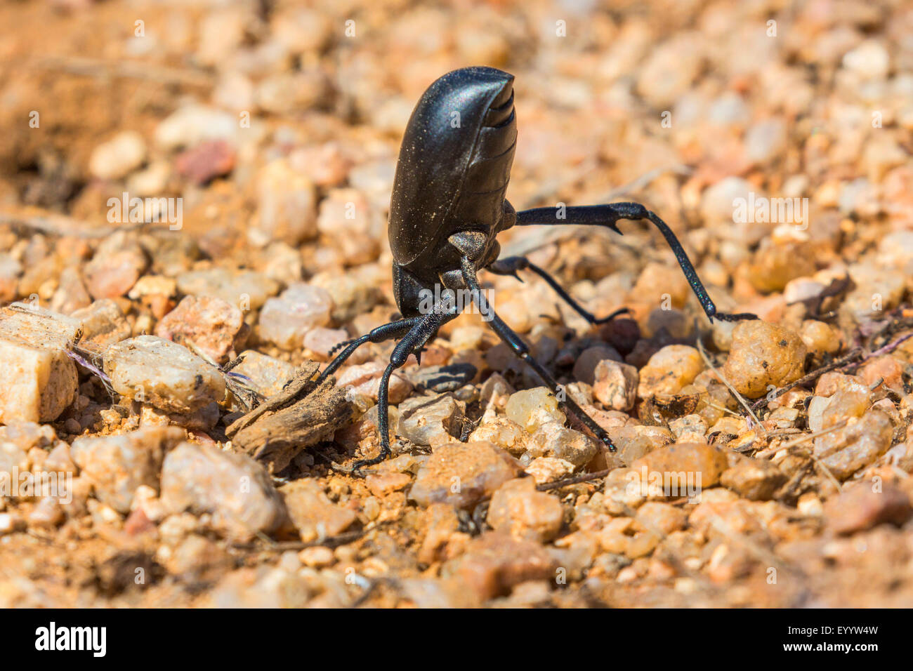 Pinacate Käfer, Wanzen (Eleodes spec.), in der Verteidigung Haltung, Ausführung einen Kopfstand, wenn behandelt wird, USA, Arizona, Sonora Stockfoto