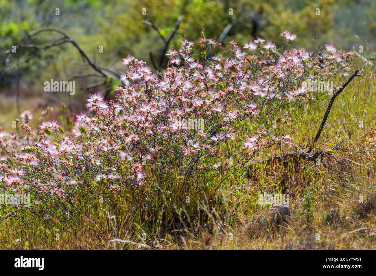 Fee Duster (Calliandra Eriophylla), blühenden Strauch, USA, Arizona, Sonora Stockfoto