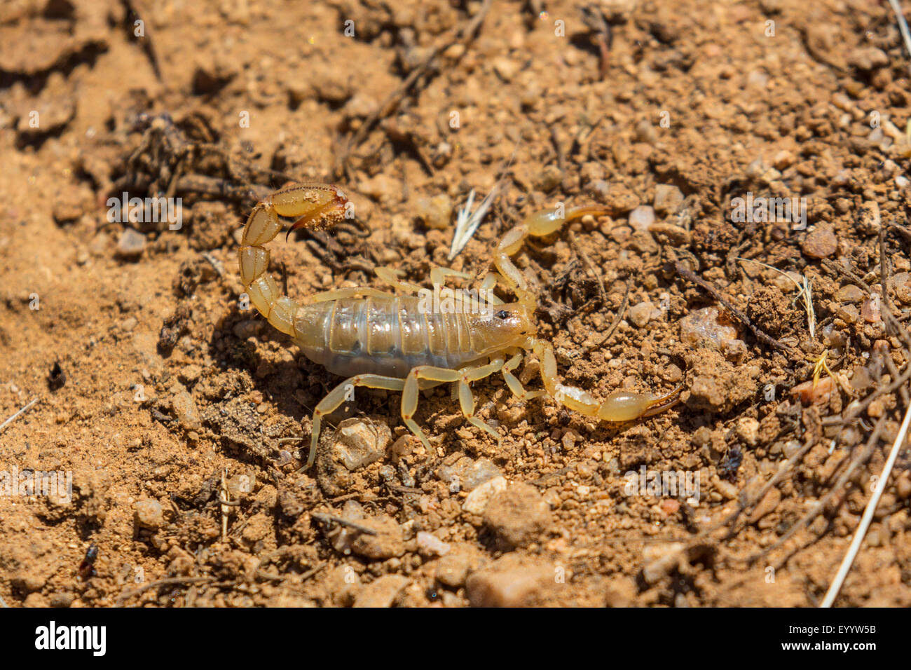 Streifen-tailed Scorpion (vgl. Hoffmannius Spinigerus), Verteidigung Haltung, USA, Arizona, Sonora Stockfoto