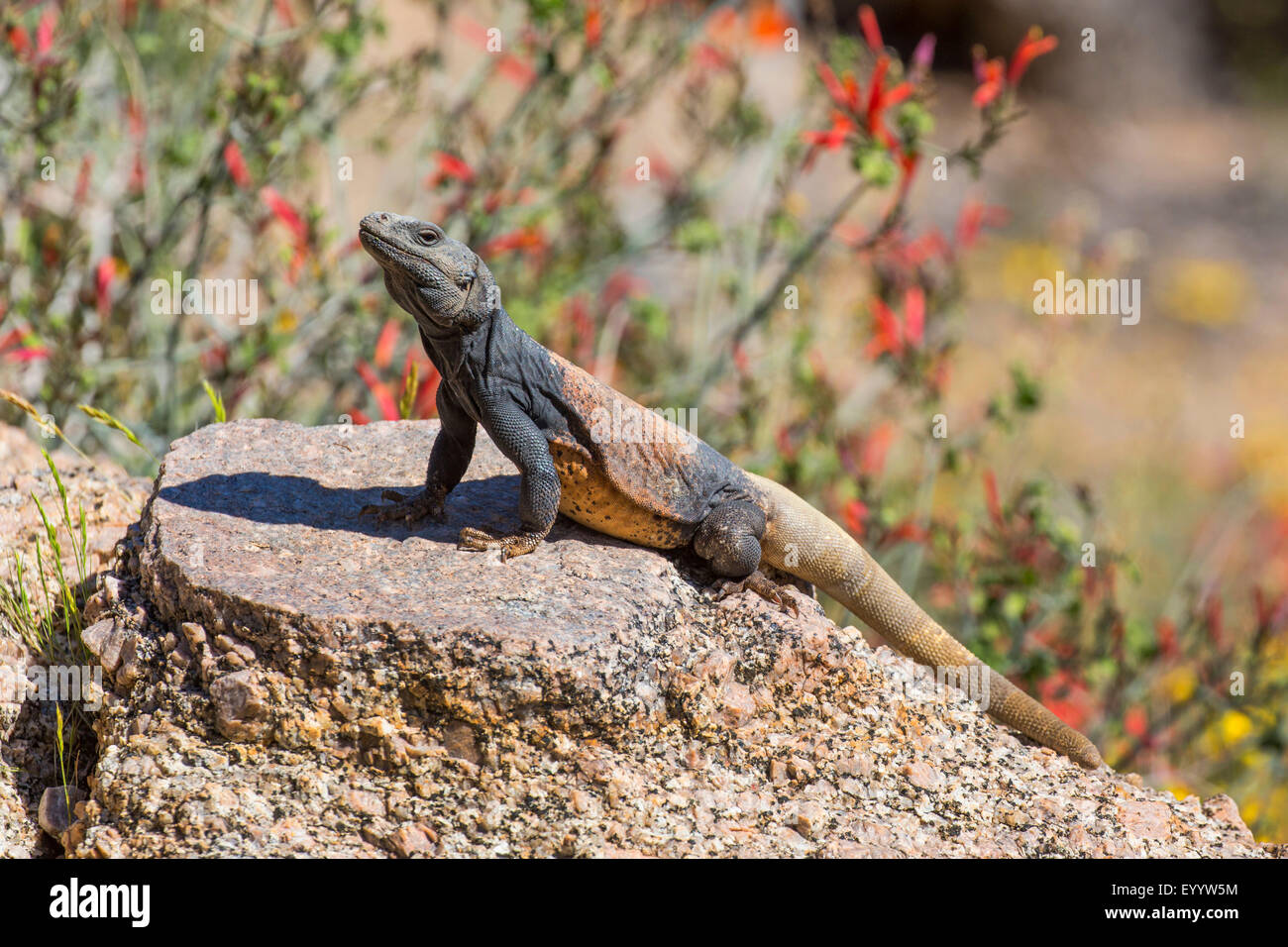 Chuckwallas (Sauromalus spec.), männliche in seinen Lebensraum, USA, Arizona, Pinnacle Peak Stockfoto