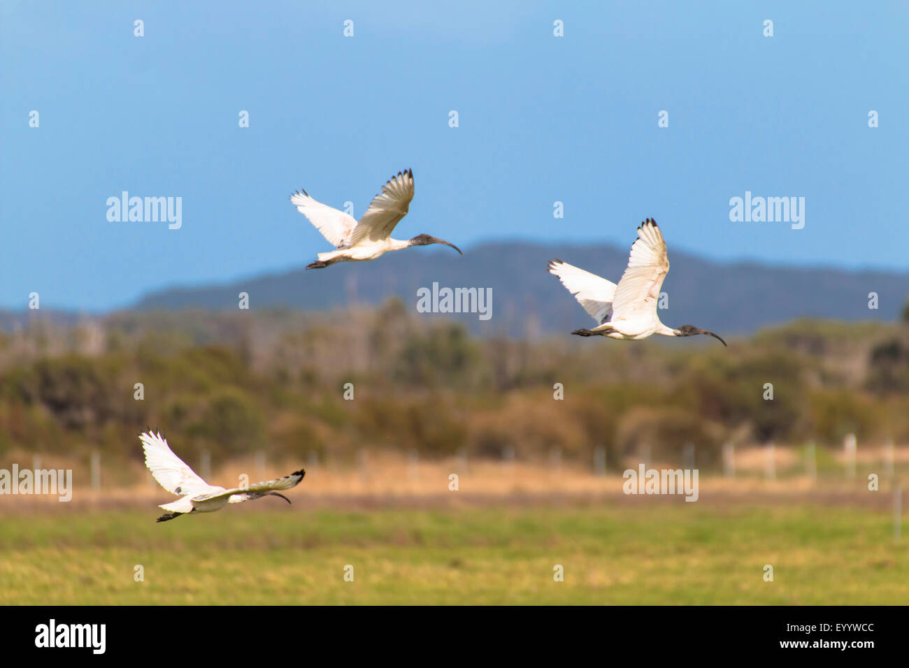 Australische White Ibis (Threskiornis Molukken), drei australische weiße Ibisse fliegen, Australia, Western Australia, Walpole-Nornalup Nationalpark Stockfoto