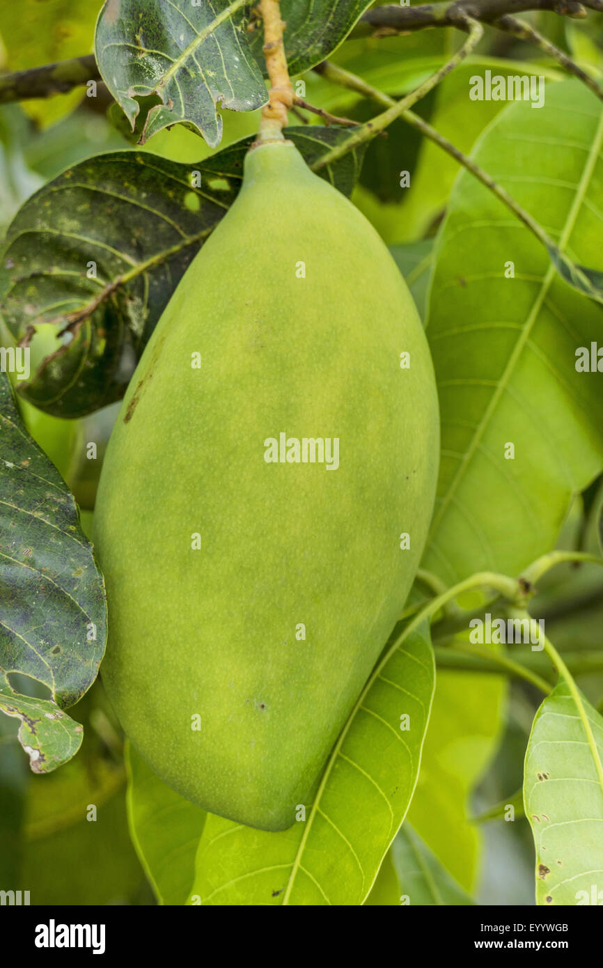 Mangobaum (Mangifera Indica), Frucht auf einem Baum, Thailand, Chiang Rai Stockfoto