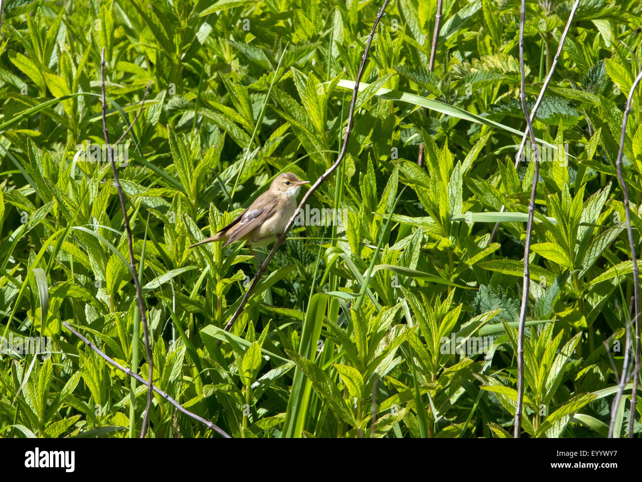 Marsh Warbler Acrocephalus Palustris Erwachsenen thront in der Vegetation am Skaw Stockfoto