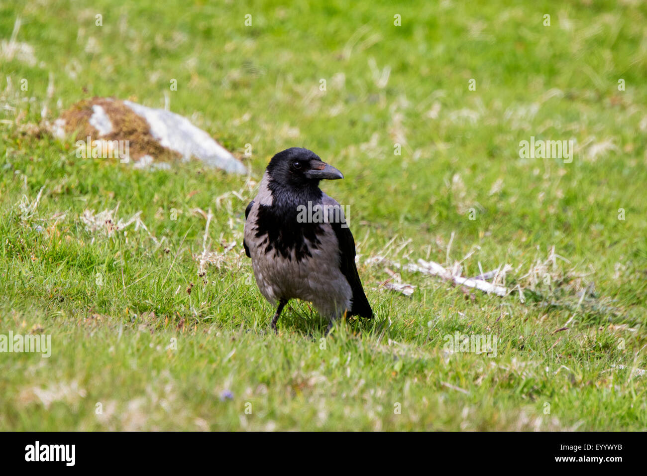 Mit Kapuze Krähe Corvus Cornix Erwachsenen thront auf Schafe Weide am Süden nisten Shetland Stockfoto