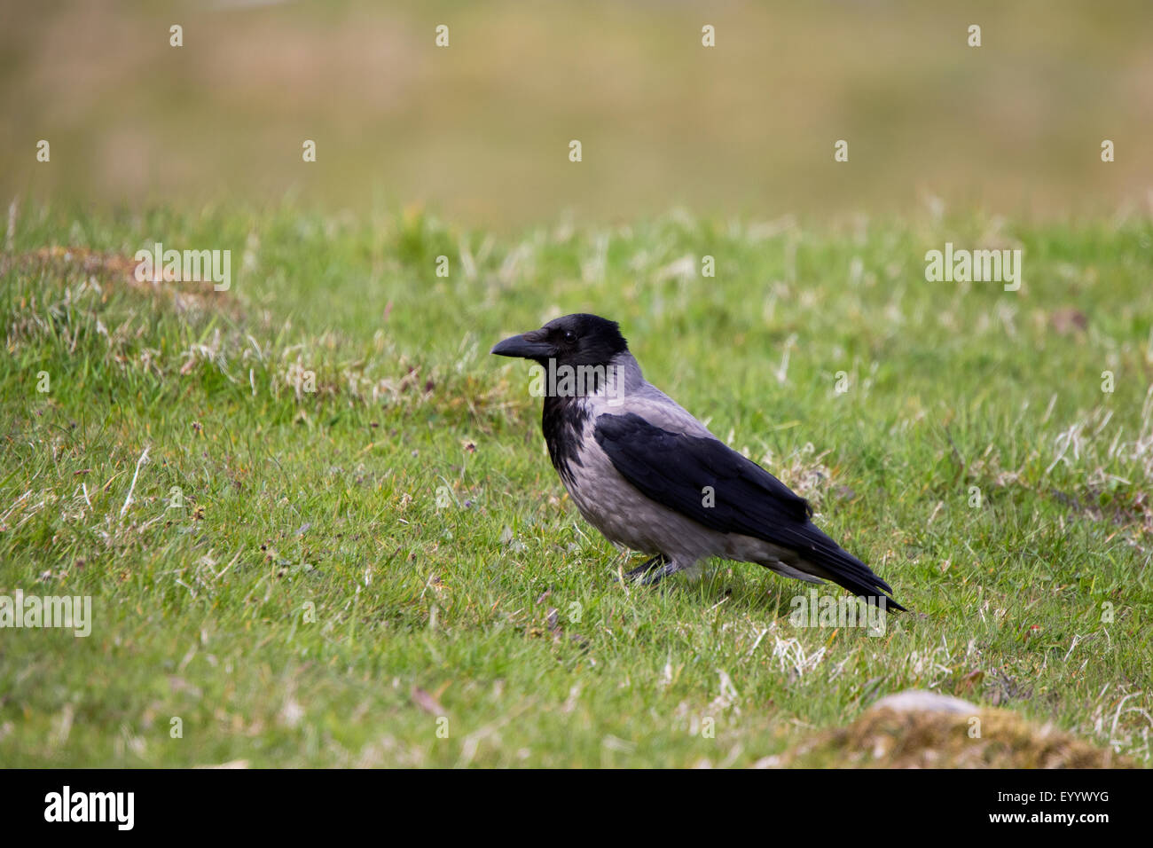 Mit Kapuze Krähe Corvus Cornix Erwachsenen thront auf Schafe Weide am Süden nisten Shetland Stockfoto