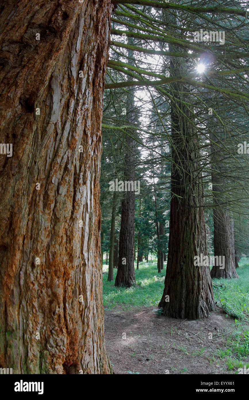 Mammutbaum Giant Redwood Sequoiadendron Giganteum Blick In Einen Kleinen Wald Bestehend Aus Mammutbaume Deutschland Baden Wurttemberg Kaiserstuhl Stockfotografie Alamy