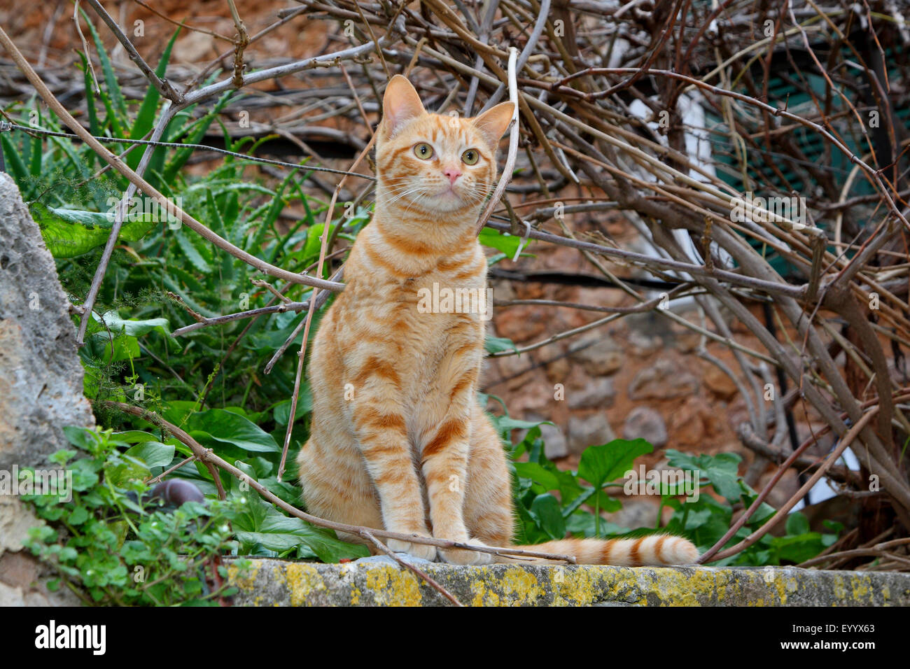 Hauskatze, gestreifte Hauskatze (Felis Silvestris F. Catus), rothaarige Katze sitzt auf einer Mauer, Spanien, Balearen, Mallorca Stockfoto