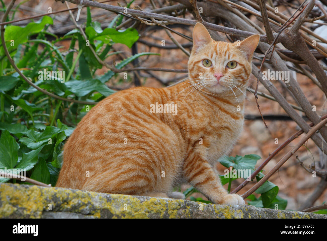 Hauskatze, gestreifte Hauskatze (Felis Silvestris F. Catus), rothaarige Katze sitzt auf einer Mauer, Spanien, Balearen, Mallorca Stockfoto
