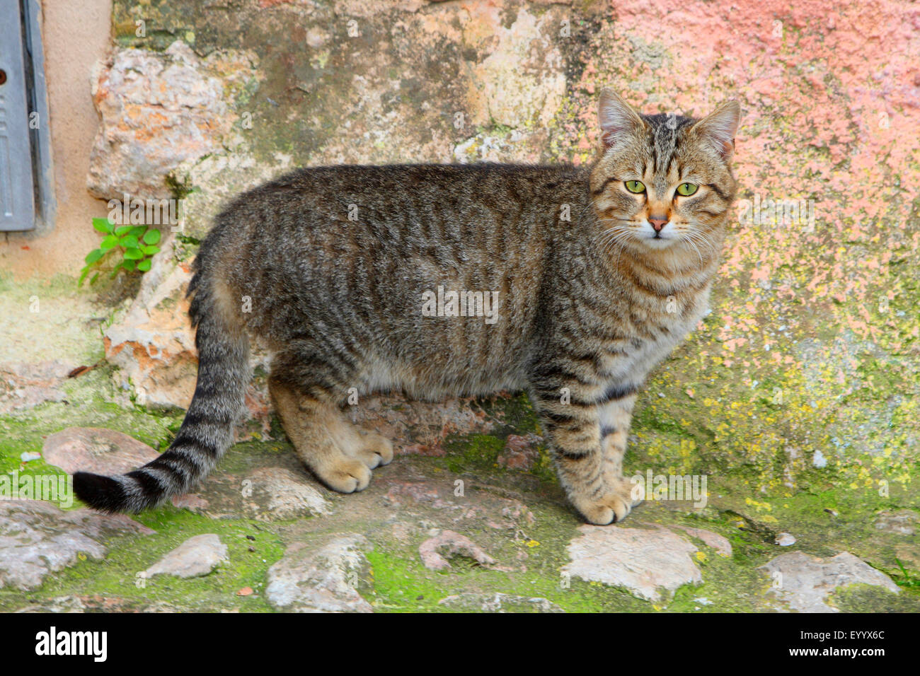 Hauskatze, Hauskatze (Felis Silvestris F. Catus), gestreifte Katze stehen vor einer Wand, Spanien, Balearen, Mallorca Stockfoto