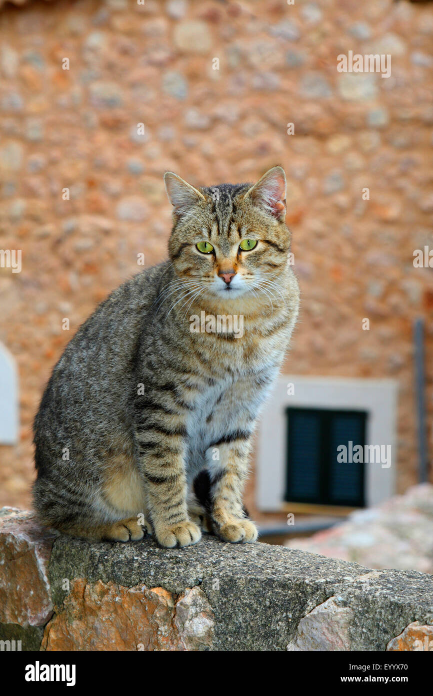 Hauskatze, Hauskatze (Felis Silvestris F. Catus), gestreifte Katze sitzt auf einer Mauer, Spanien, Balearen, Mallorca Stockfoto