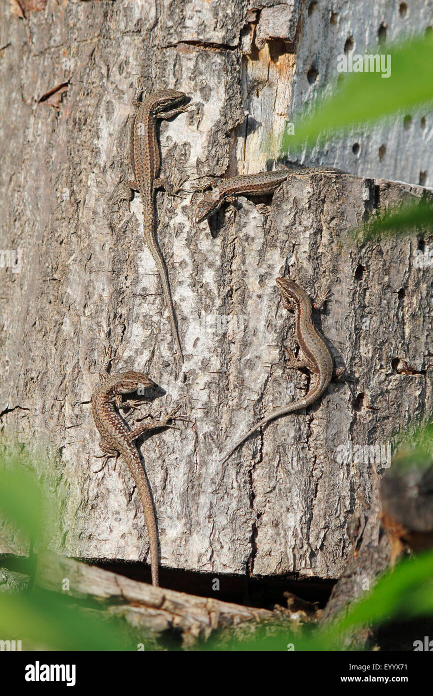 vivipare Eidechse, europäischen gemeinen Eidechse (Lacerta Vivipara, Zootoca Vivipara), vier Tiere sitzen auf einem Baumstamm zu fangen etwas Sonne, Deutschland Stockfoto
