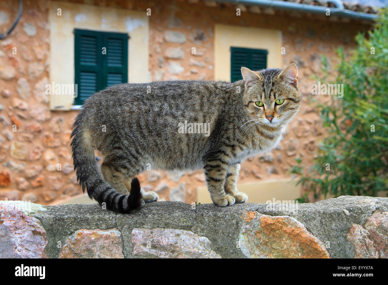 Hauskatze, Hauskatze (Felis Silvestris F. Catus), gestreifte Katze stehend an einer Wand, Spanien, Balearen, Mallorca Stockfoto