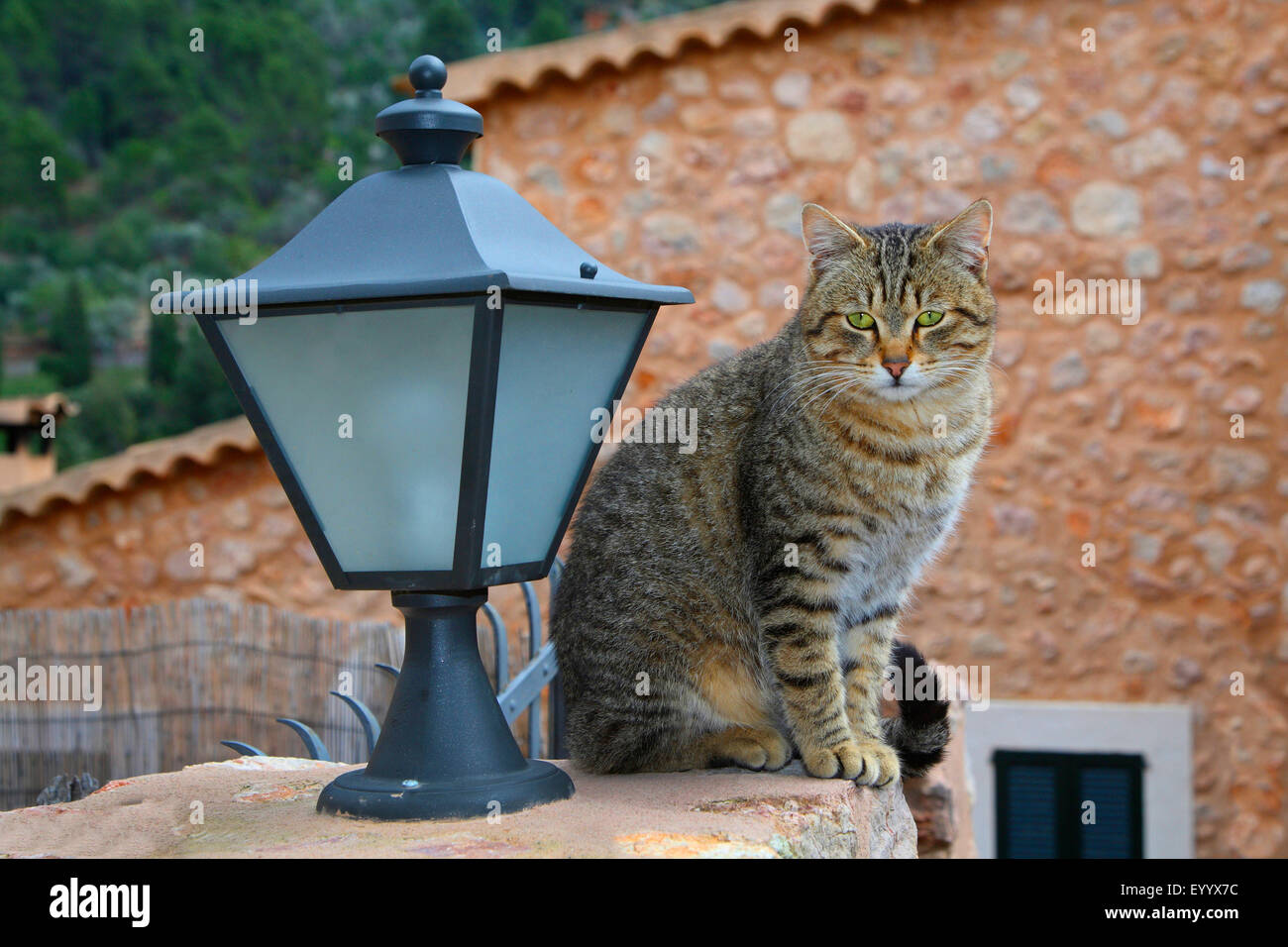 Hauskatze, Hauskatze (Felis Silvestris F. Catus), gestreifte Katze sitzt auf einer Mauer neben einer Laterne, Spanien, Balearen, Mallorca Stockfoto