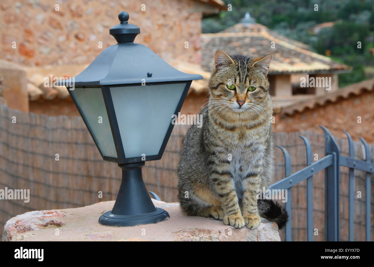 Hauskatze, Hauskatze (Felis Silvestris F. Catus), gestreifte Katze sitzt auf einer Mauer neben einer Laterne, Spanien, Balearen, Mallorca Stockfoto