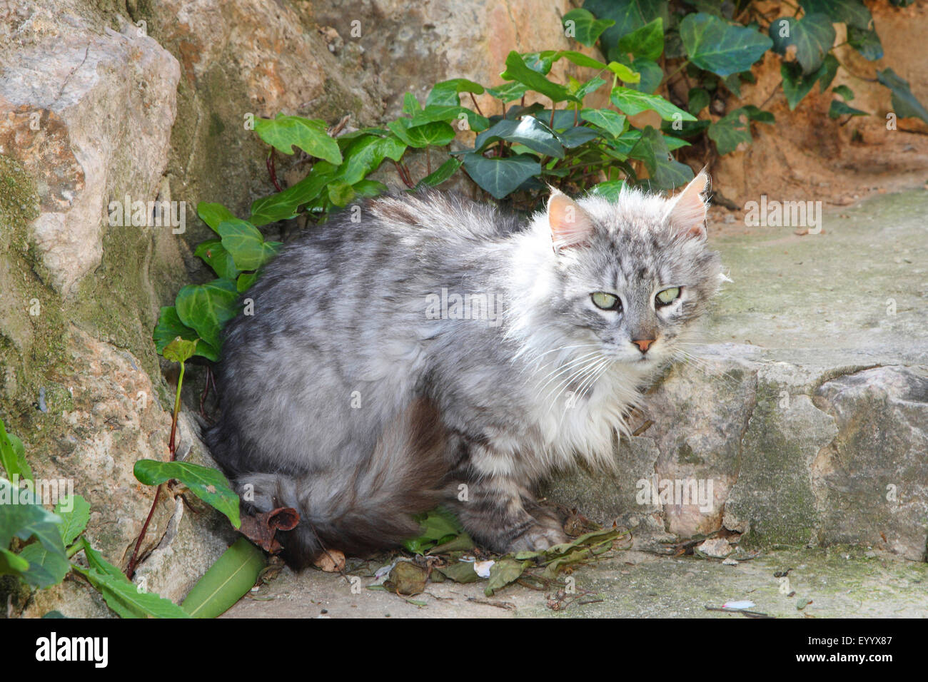 Hauskatze, Hauskatze (Felis Silvestris F. Catus), langhaarige graue Katze sitzt auf einer Steinmauer, Spanien, Balearen, Mallorca Stockfoto